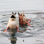 What Do Ducks Eat in a Pond