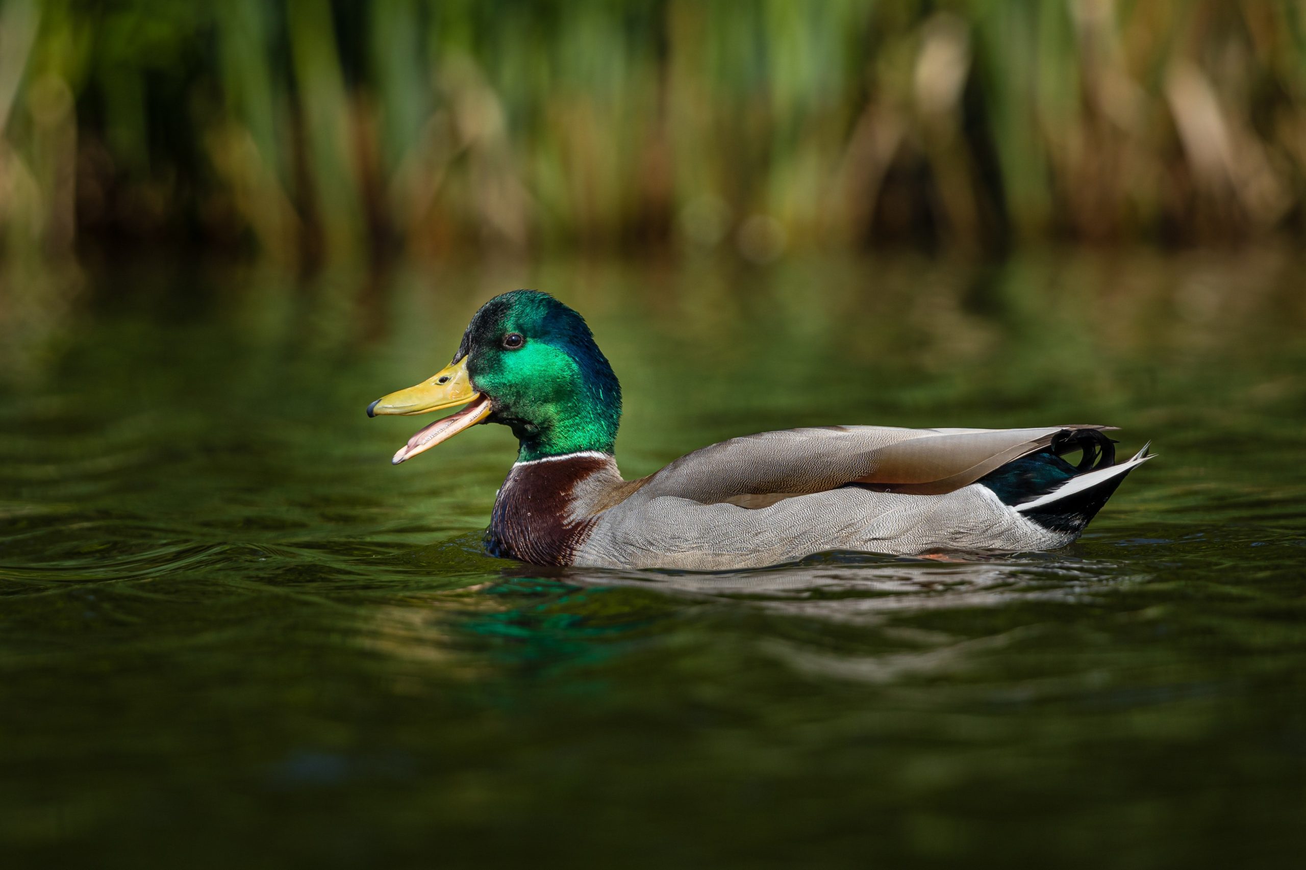 What Do Pond Snails Eat? Unveiling Their Diet Secrets