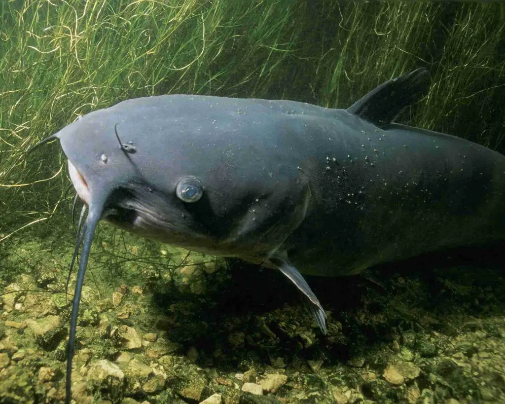 What Eats Algae in a Pond