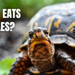 What Eats Turtles in a Pond