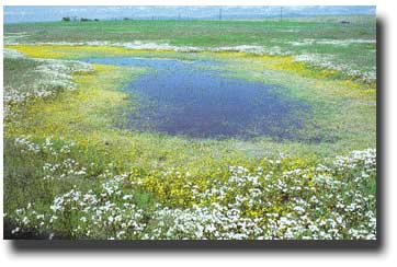 What is a Vernal Pond