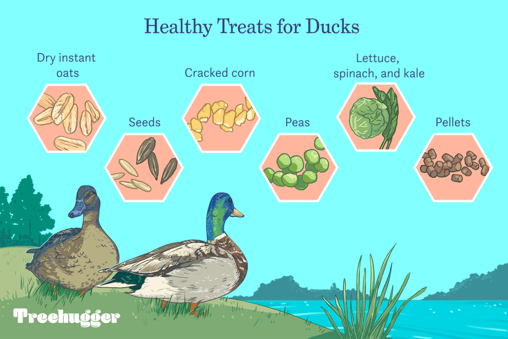 What to Feed Ducks at a Pond