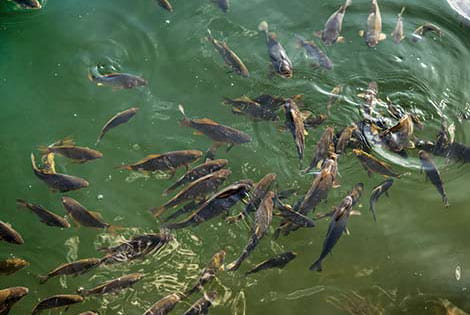 What to Feed Fish in a Pond