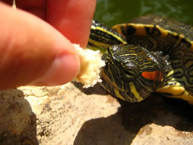 What to Feed Pond Turtles