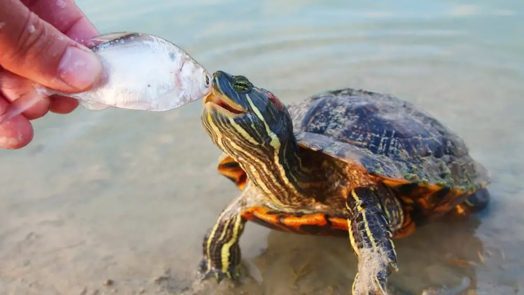 What to Feed Turtles in a Pond