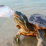 What to Feed Turtles in a Pond