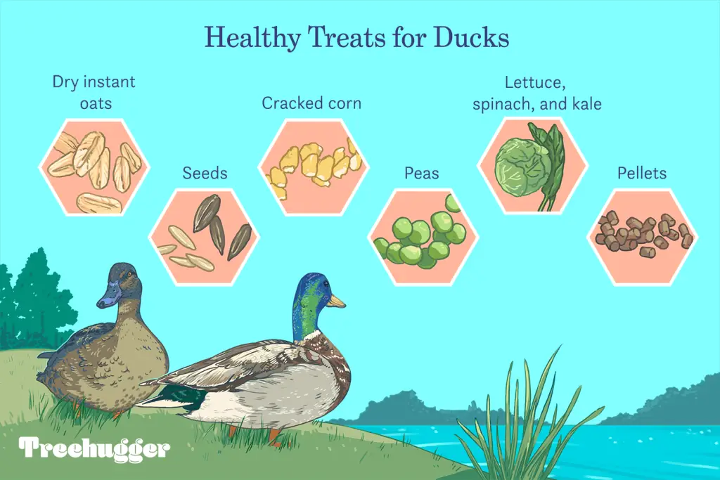 What to Feed Wild Ducks in a Pond