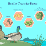 What to Feed Wild Ducks in a Pond