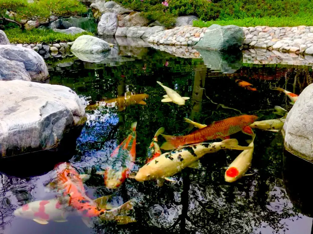 Where to Buy Koi Fish for the Pond