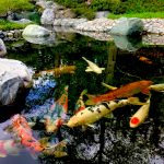 Where to Buy Koi Fish for the Pond