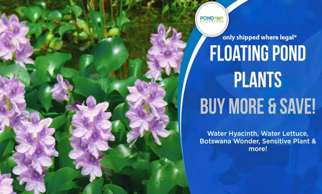 Where to Buy Pond Plants