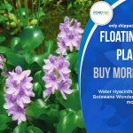 Where to Buy Pond Plants