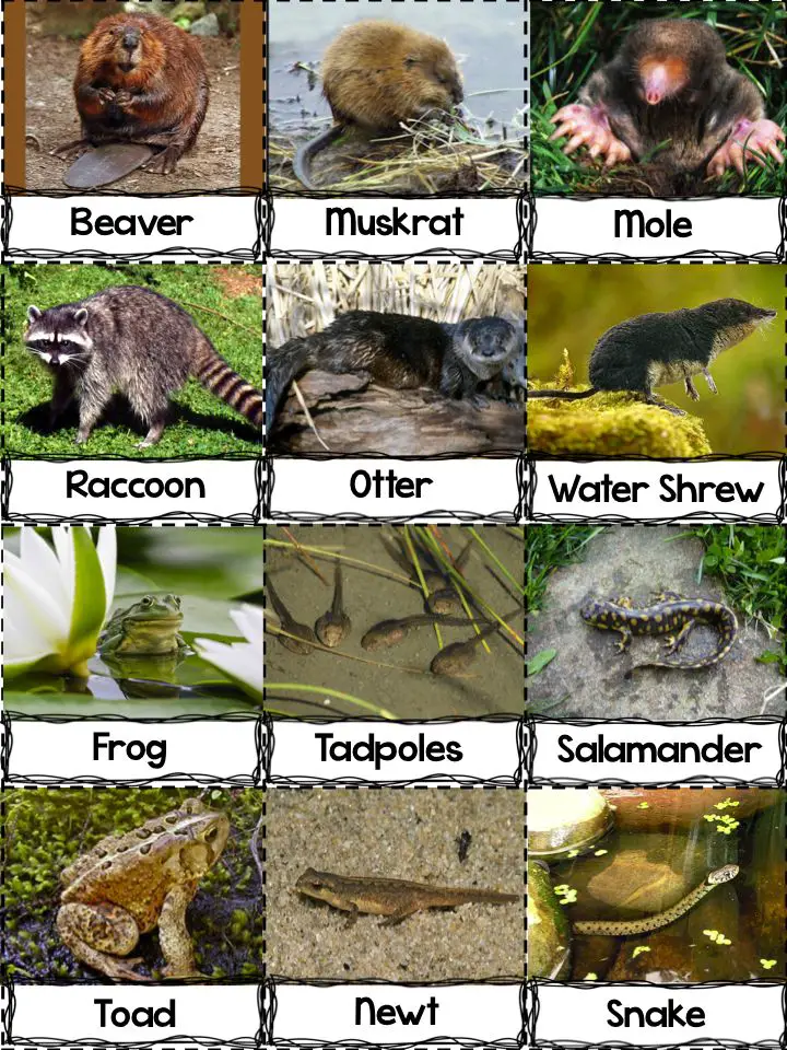 Which Animal Lives in a Pond