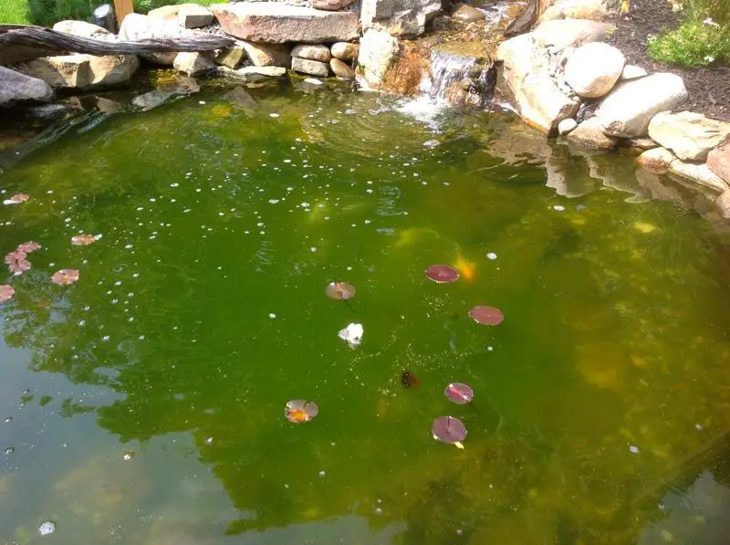 Why is My Pond Green