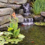 Best Plants for Koi Pond