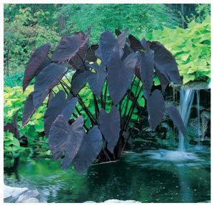 AquaLeaf Aquatics Black Magic Taro