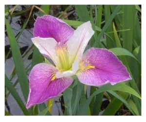 AquaLeaf Aquatics Louisiana Iris Bog