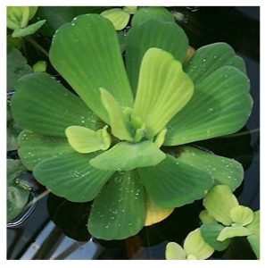 AquaLeaf Aquatics Water Lettuce