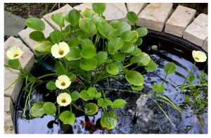 AquaLeaf Golden Water Poppies