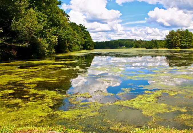 Best Algaecides for Ponds