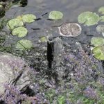 Best All In One Pond Pump and Filter