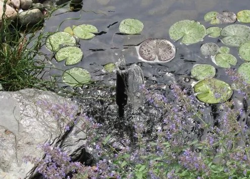 Best All In One Pond Pump and Filter