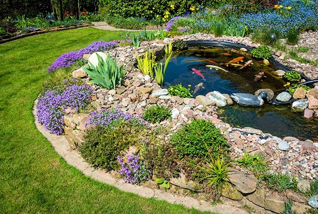 Best Beneficial Bacteria for Koi Ponds