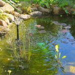 Best Beneficial Bacteria for Ponds