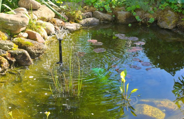 Best Beneficial Bacteria for Ponds