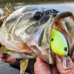Best Fall Bass Lures for Ponds