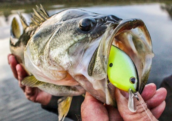 Best Fall Bass Lures for Ponds