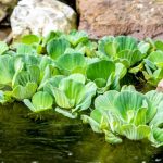 Best Floating Pond Plants