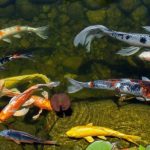 Best Goldfish for Outdoor Pond