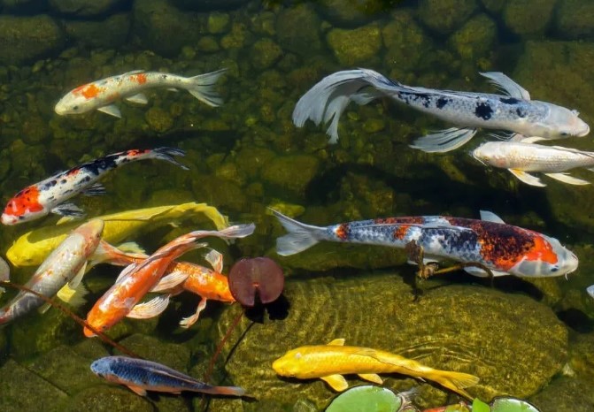 Best Goldfish for Outdoor Pond