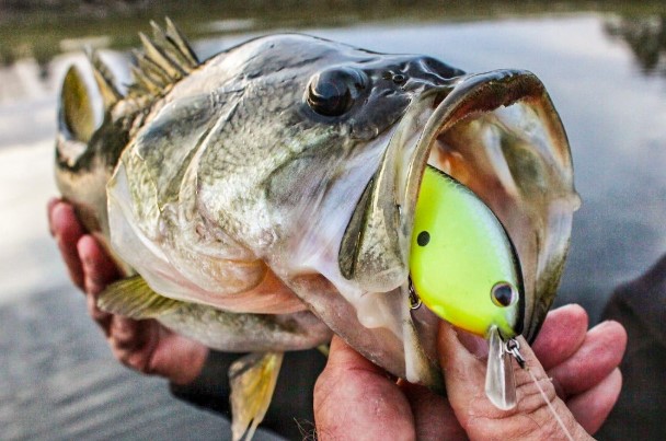Best Lures for Pond Bass in Summer