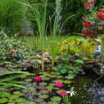Best Plants for Around a Pond
