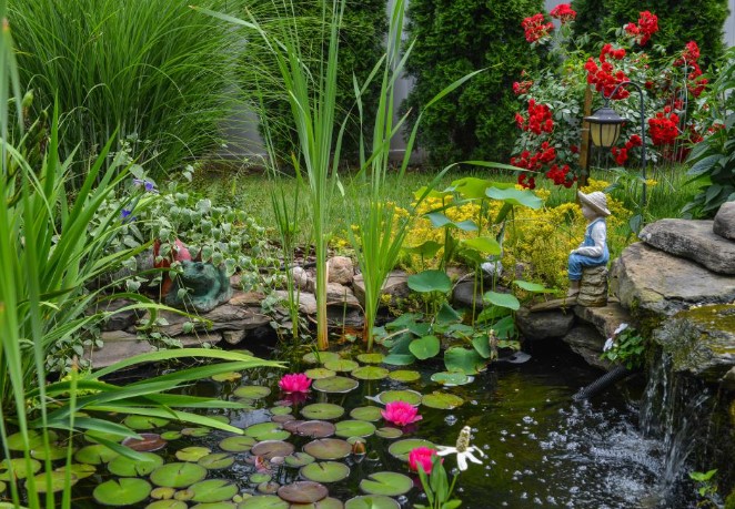Best Plants for Around a Pond