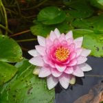 Best Plants for Ponds