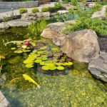 Best Pond Clear Water Treatments