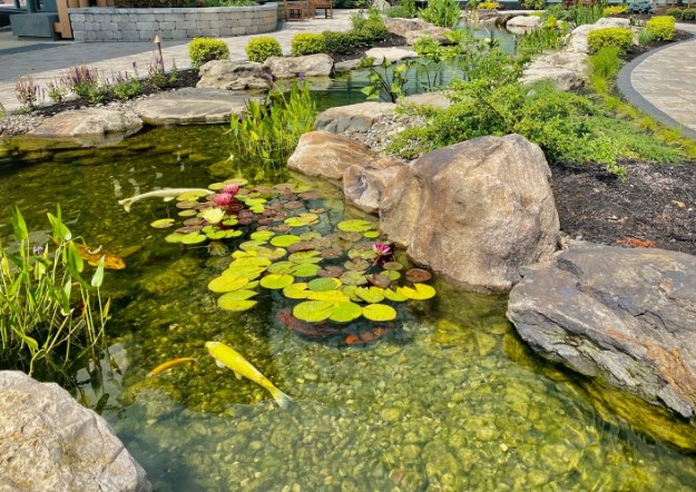 Best Pond Clear Water Treatments