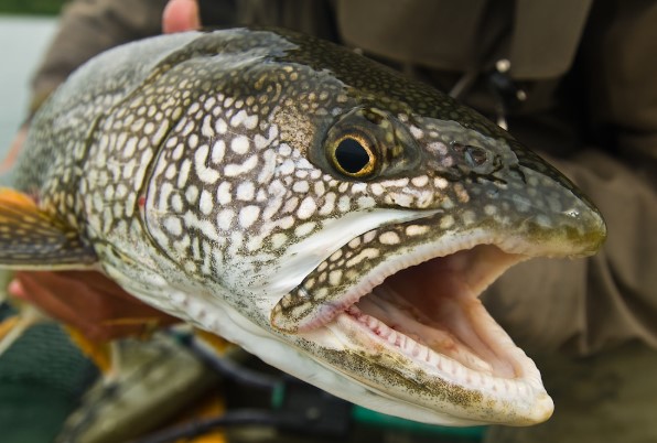 Best Trout Baits for Ponds
