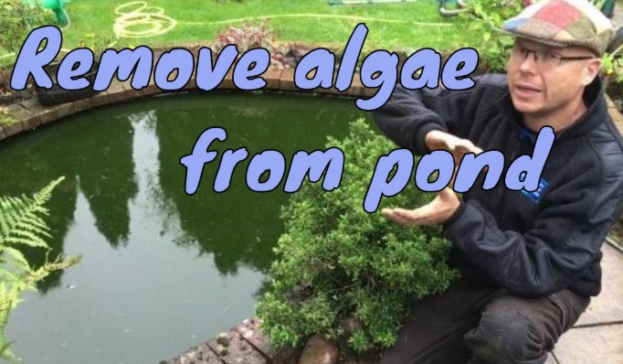 Best Way to Remove Algae from Pond