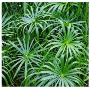 Chalily Umbrella Palm, Great Pond Plant