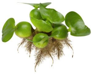 Chalily Water Hyacinth Floating Pond Plants