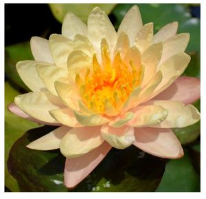 Chalily Water Lily Perfect for Pond