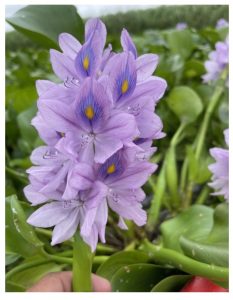 Generic Water Hyacinth (Eichornia Crassipes)