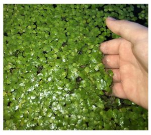 InnoD Floating Plants for Pond