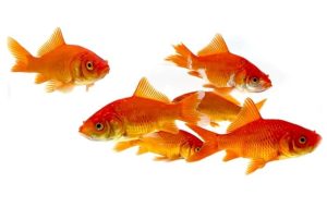 Toledo Classic Comet Goldfish for Pond