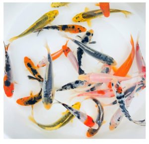 Toledo Goldfish Perfect for Ponds