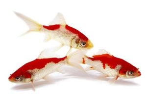 Toledo Goldfish Perfect for Stocking Pond